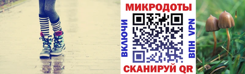 Купить Будённовск Псилоцибиновые грибы MAGIC MUSHROOMS